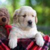 Image of Cookie, a Golden Retriever puppy