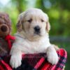 Image of Cookie, a Golden Retriever puppy