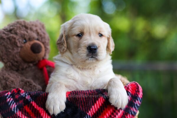 Image of Cookie, a Golden Retriever puppy