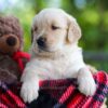 Image of Cookie, a Golden Retriever puppy