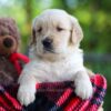 Image of Cookie, a Golden Retriever puppy