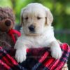 Image of Cookie, a Golden Retriever puppy