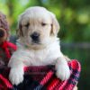 Image of Cookie, a Golden Retriever puppy