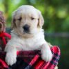 Image of Cookie, a Golden Retriever puppy
