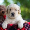 Image of Cookie, a Golden Retriever puppy