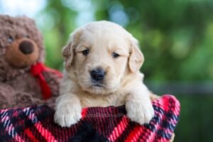 Image of Cooper, a Golden Retriever puppy