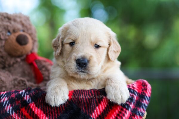 Image of Cooper, a Golden Retriever puppy