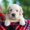 Image of Cooper, a Golden Retriever puppy