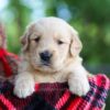 Image of Cooper, a Golden Retriever puppy