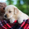 Image of Cooper, a Golden Retriever puppy