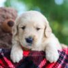 Image of Cooper, a Golden Retriever puppy