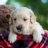 Image of Cooper, a Golden Retriever puppy