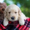 Image of Cooper, a Golden Retriever puppy