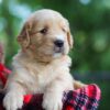 Image of Cora, a Golden Retriever puppy