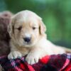 Image of Cora, a Golden Retriever puppy