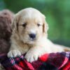 Image of Cora, a Golden Retriever puppy