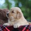 Image of Cora, a Golden Retriever puppy
