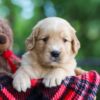 Image of Cora, a Golden Retriever puppy