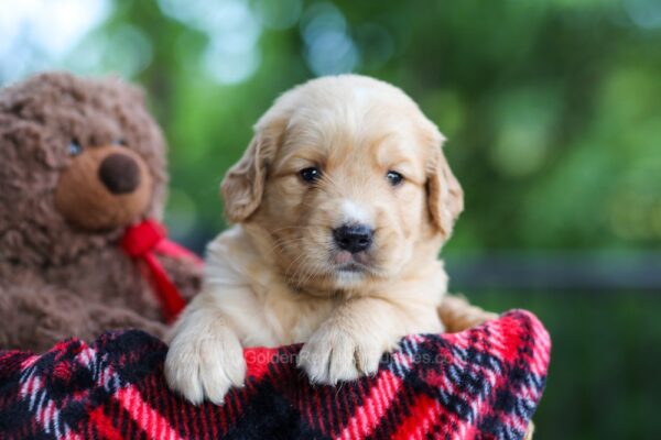 Image of Cora, a Golden Retriever puppy