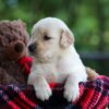 Image of Crystal, a Golden Retriever puppy