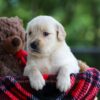 Image of Crystal, a Golden Retriever puppy