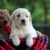 Image of Crystal, a Golden Retriever puppy