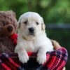 Image of Crystal, a Golden Retriever puppy