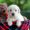 Image of Crystal, a Golden Retriever puppy