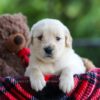 Image of Crystal, a Golden Retriever puppy