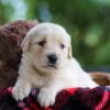 Image of Crystal, a Golden Retriever puppy