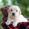 Image of Crystal, a Golden Retriever puppy