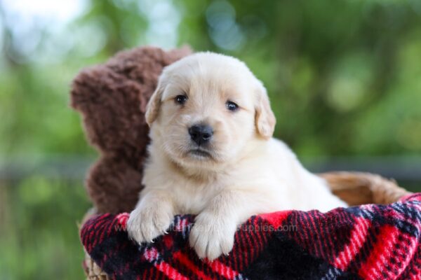 Image of Crystal, a Golden Retriever puppy