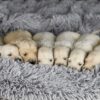 Image of Bear 🤍 Ariel - July 29, a Golden Retriever puppy