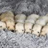 Image of Bear 🤍 Ariel - July 29, a Golden Retriever puppy
