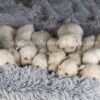 Image of Bear 🤍 Ariel - July 29, a Golden Retriever puppy