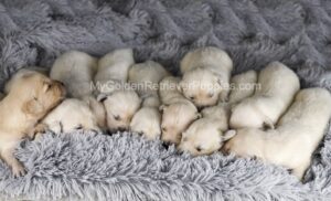 Image of Bear 🤍 Ariel - July 29, a Golden Retriever puppy