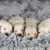 Image of Bear 🤍 Ariel - July 29, a Golden Retriever puppy