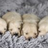 Image of Bear 🤍 Ariel - July 29, a Golden Retriever puppy