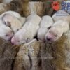 Image of Zaen 🏆 Grace - July 29, a Golden Retriever puppy
