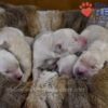 Image of Zaen 🏆 Grace - July 29, a Golden Retriever puppy