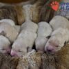 Image of Zaen 🏆 Grace - July 29, a Golden Retriever puppy