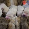 Image of Zaen 🏆 Grace - July 29, a Golden Retriever puppy