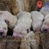 Image of Zaen 🏆 Grace - July 29, a Golden Retriever puppy