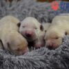 Image of Zaen 🏆 Grace - July 29, a Golden Retriever puppy