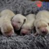 Image of Zaen 🏆 Grace - July 29, a Golden Retriever puppy