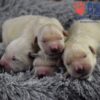 Image of Zaen 🏆 Grace - July 29, a Golden Retriever puppy