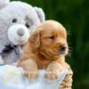 Image of Dahlia, a Golden Retriever puppy