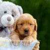Image of Dahlia, a Golden Retriever puppy