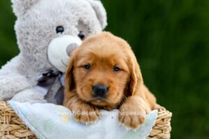Image of Daisy, a Golden Retriever puppy