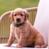 Image of Demi, a Golden Retriever puppy